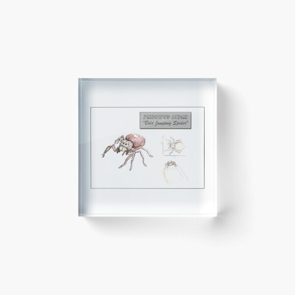 Artikelvorschau, Phippipus Audax, die „kühne Springspinne“ entworfen und verkauft von Robert Landon Price.