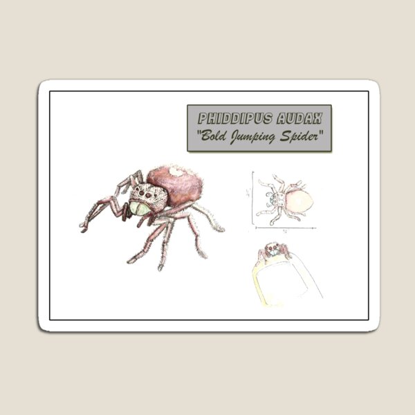 Item preview, Phippipus Audax, the "Bold Jumping Spider" designed and sold by Robert Landon Price.