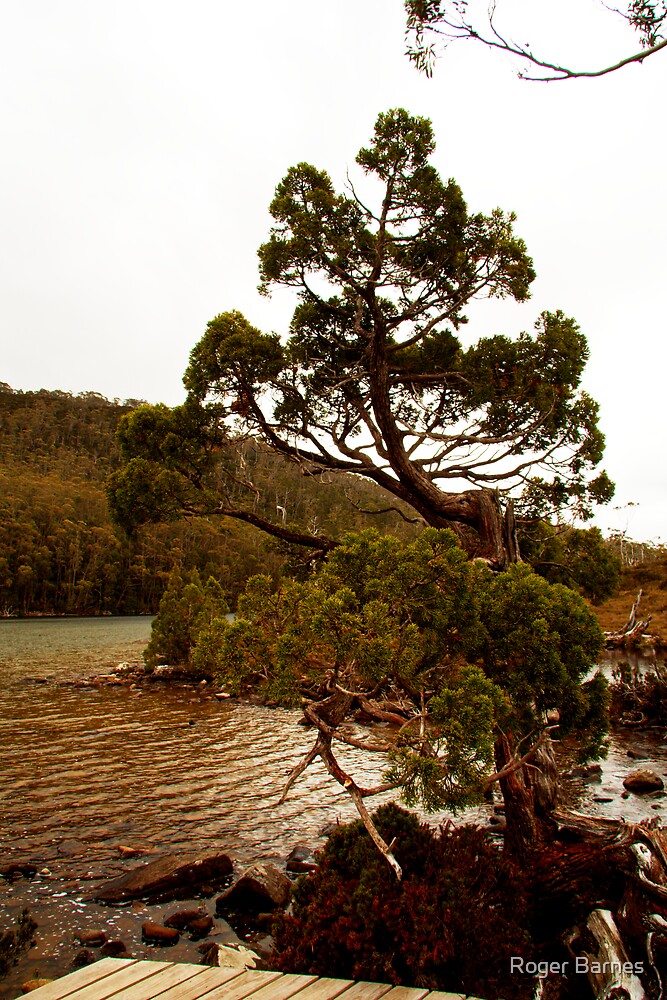 "Lake Dobson, Mount Field National Park, Tasmania" by Roger Barnes Redbubble