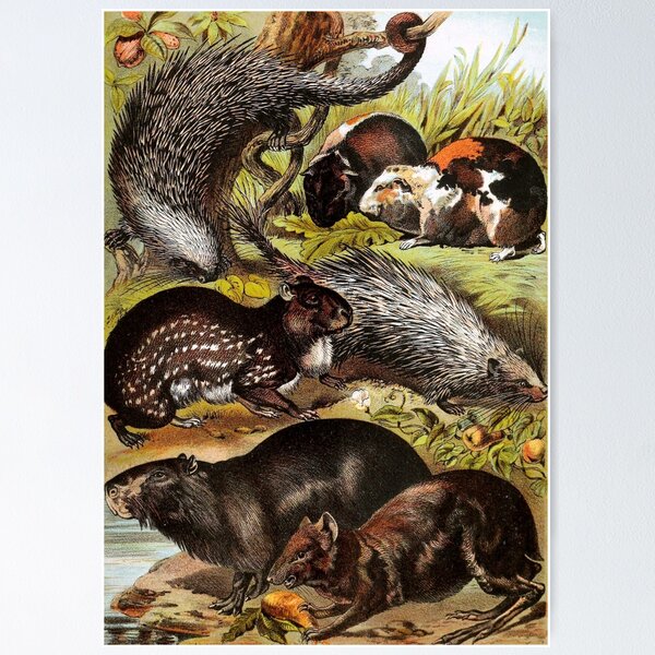 Item preview, Porcupine Capybara and Guinea Pigs in Grass by Water Vintage Chromolithograph Painting Animal Lover Gift designed and sold by ElegantTeaTime.