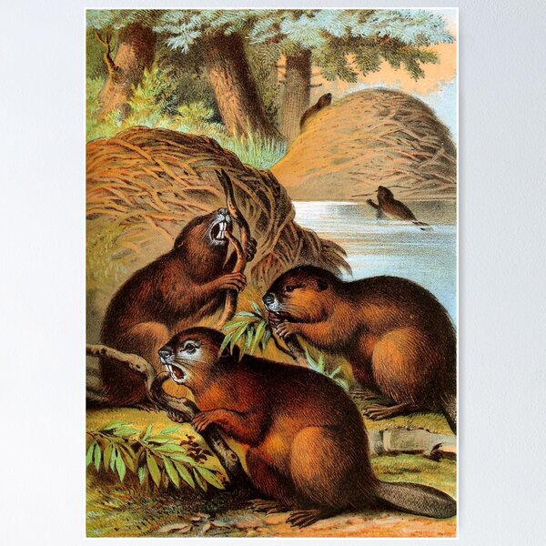 Item preview, Beavers Building a River Dam Vintage Chromolithograph Painting Animal Lover Gift designed and sold by ElegantTeaTime.