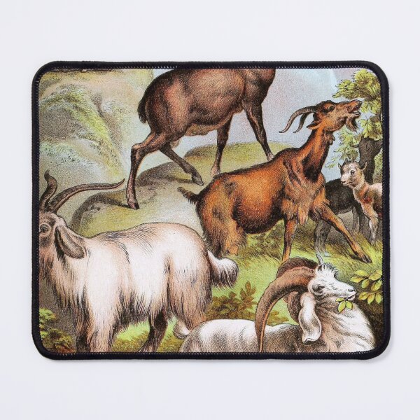 Item preview, Mountain Goat variety: Cashmere - Ibex - Domestic and Angora - Vintage Chromolithograph Painting Animal Lover Gift designed and sold by ElegantTeaTime.