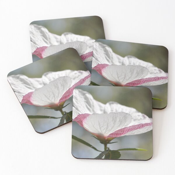 Item preview, Candy Stripe Spearleaf Swampmallow White and Pink Flower designed and sold by IPPhotography.
