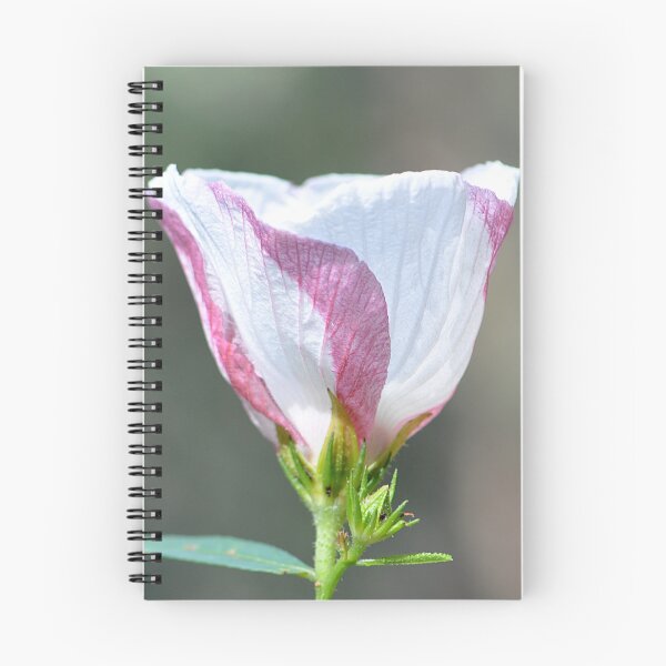 Artikelvorschau, Candy Stripe rosa und weiße Blumenseitenansicht entworfen und verkauft von IPPhotography.