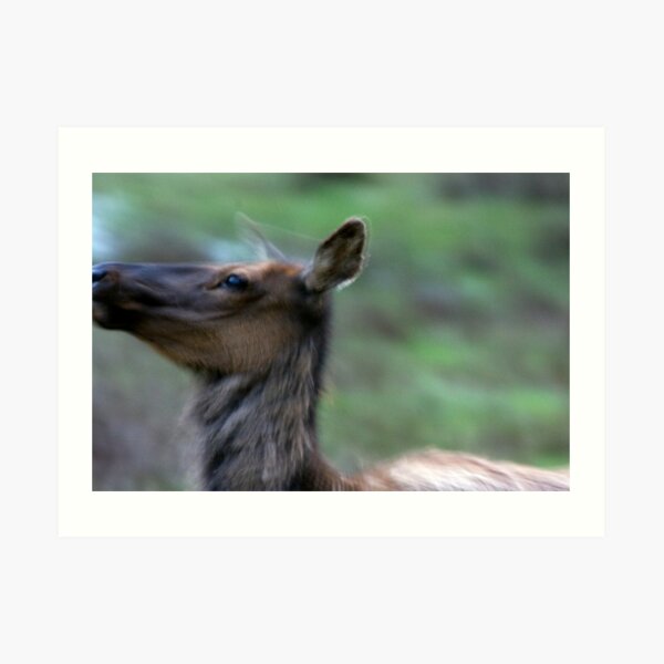 Elk Cow Alarmed Art Print