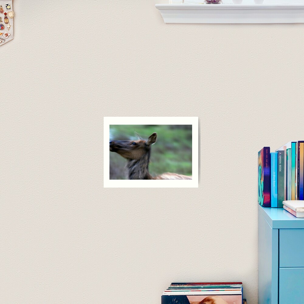 Elk Cow Alarmed Art Print