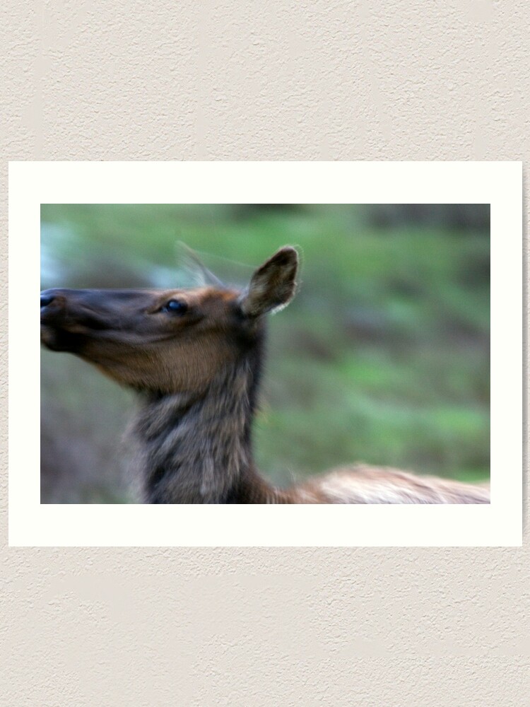 Alternate view of Elk Cow Alarmed Art Print