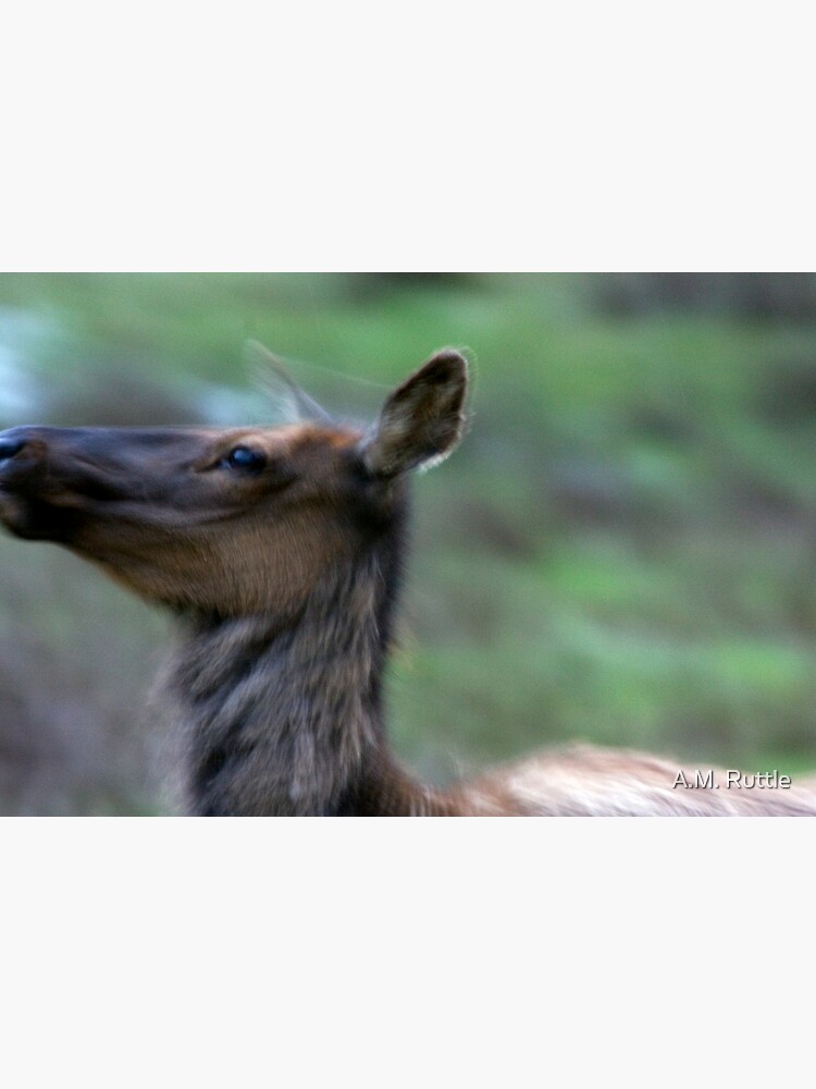 Elk Cow Alarmed by annruttle