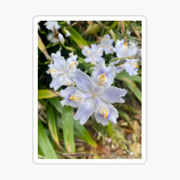 Item preview, Iris Japonica designed and sold by DJ GO.
