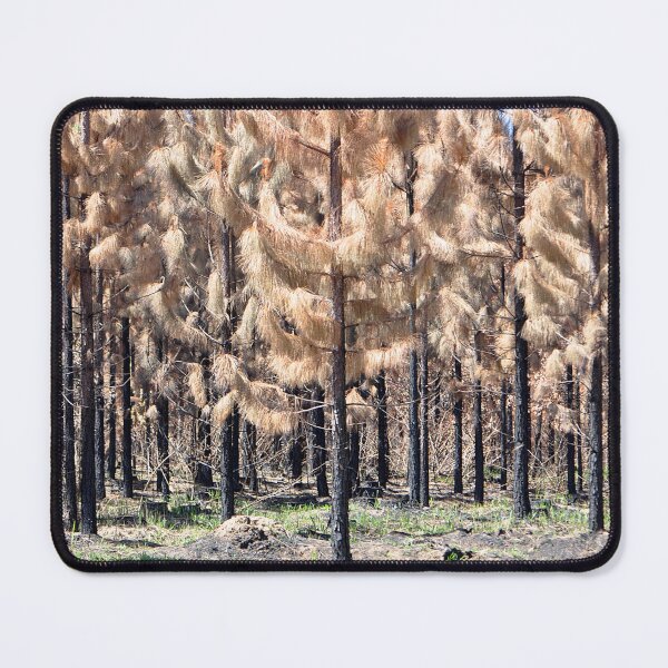 Item preview, Stunning brown burnt pine tree forest designed and sold by IPPhotography.