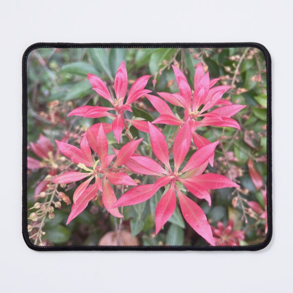 Item preview, Japanese Pieris designed and sold by DJ GO.