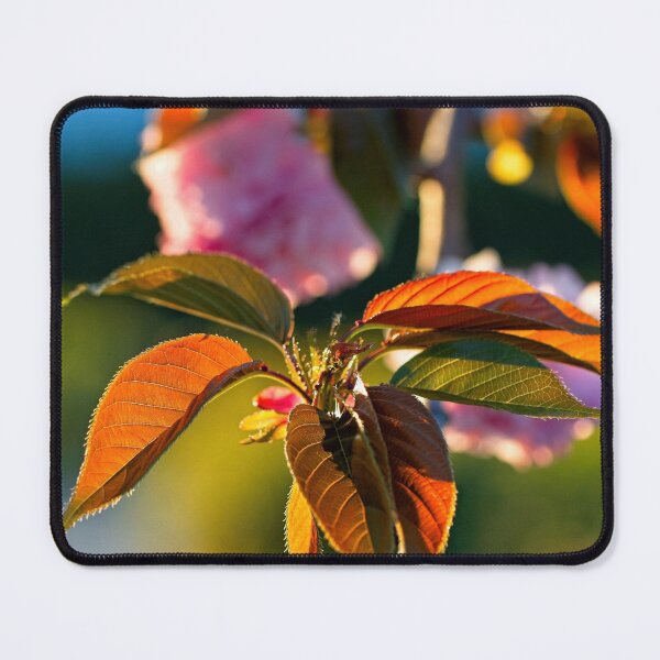 Item preview, Macros (13) designed and sold by Wolf Sverak Photography.