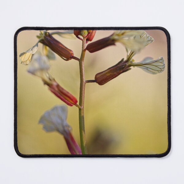 Item preview, Macros (4) designed and sold by Wolf Sverak Photography.