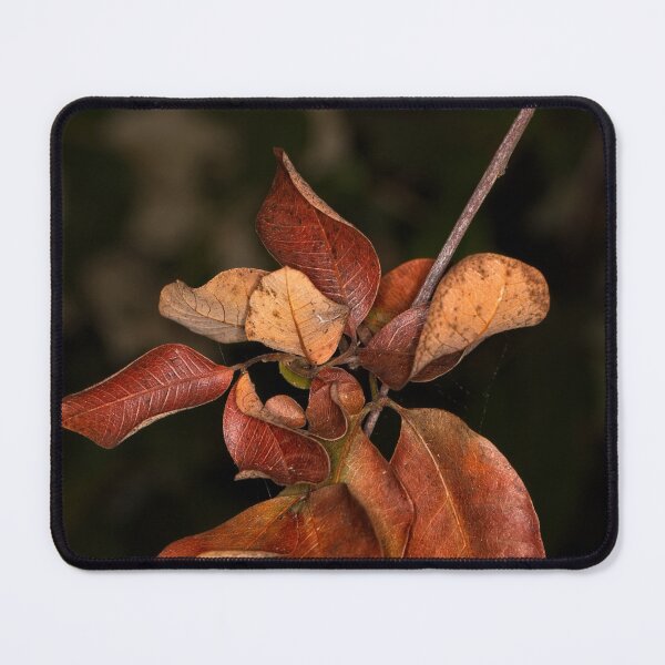 Item preview, Macros (2) designed and sold by Wolf Sverak Photography.