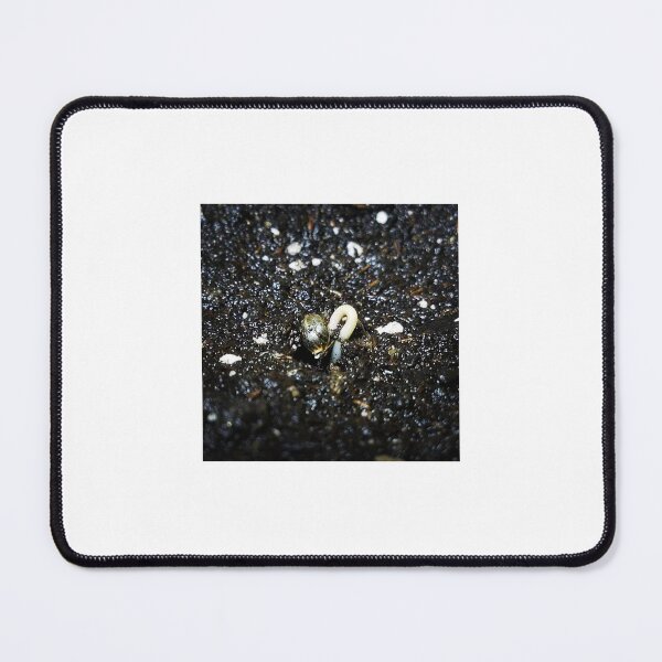 Item preview, Germination designed and sold by MindentPsyScout.
