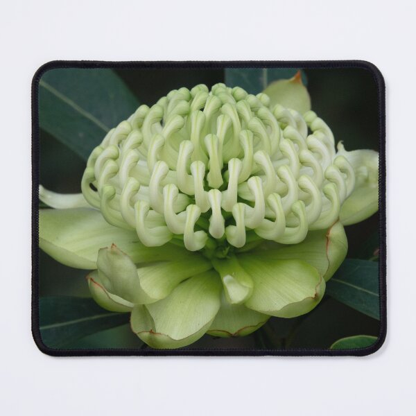 Item preview, White Waratah 'Wirrimbirra White' Cultivar flower. designed and sold by Connie Pinson.