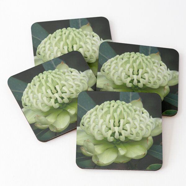 Item preview, White Waratah 'Wirrimbirra White' Cultivar flower. designed and sold by Connie Pinson.