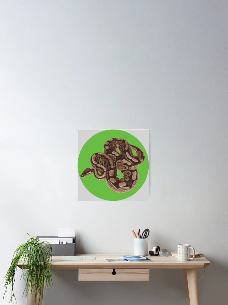 Thumbnail 2 of 3, Poster, Ball Python designed and sold by Corner-Distro.