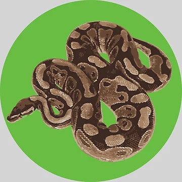 Vorschaubild zum Design Ball Python von Corner-Distro
