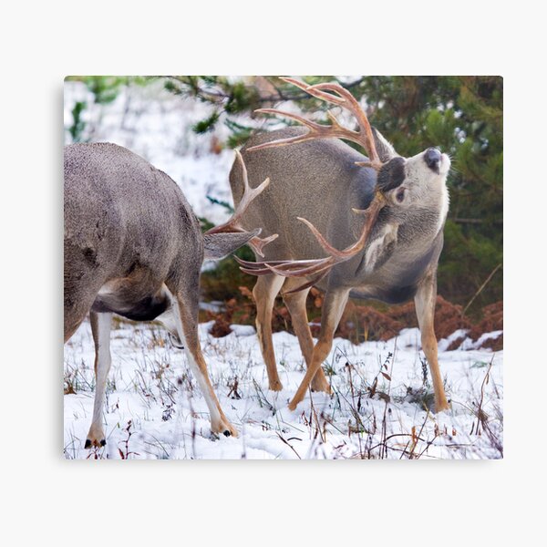 Mule Deer Buck Fight 3 Metal Print