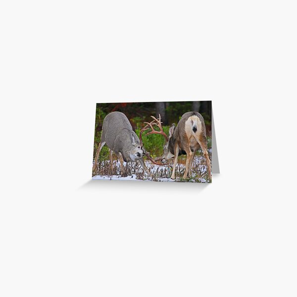 Mule Deer Buck Fight 4 Greeting Card