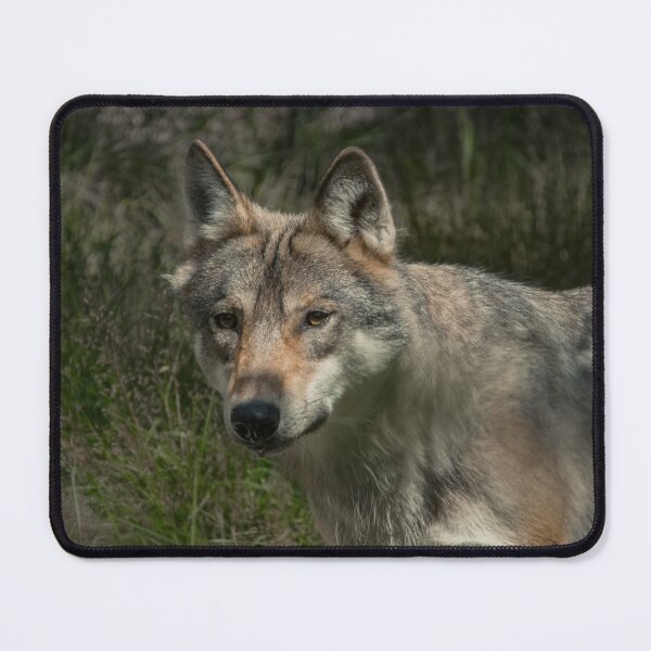 Item preview, Wolf designed and sold by WildEncounters.