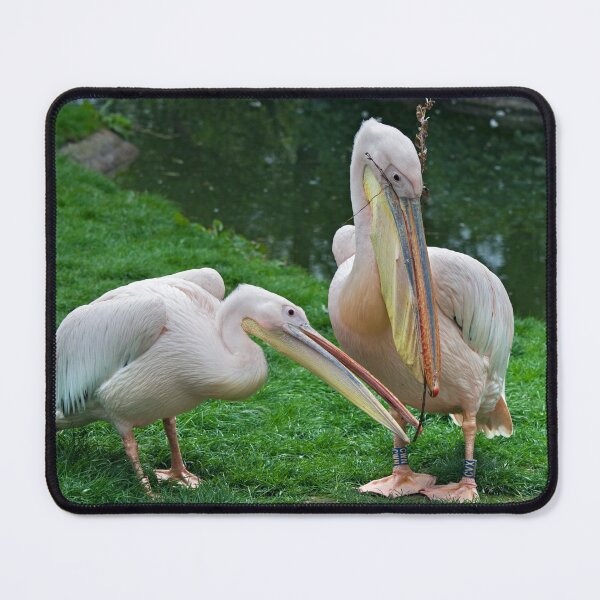 Item preview, Domestic Bliss (Eastern White Pelicans) designed and sold by Krys Bailey.