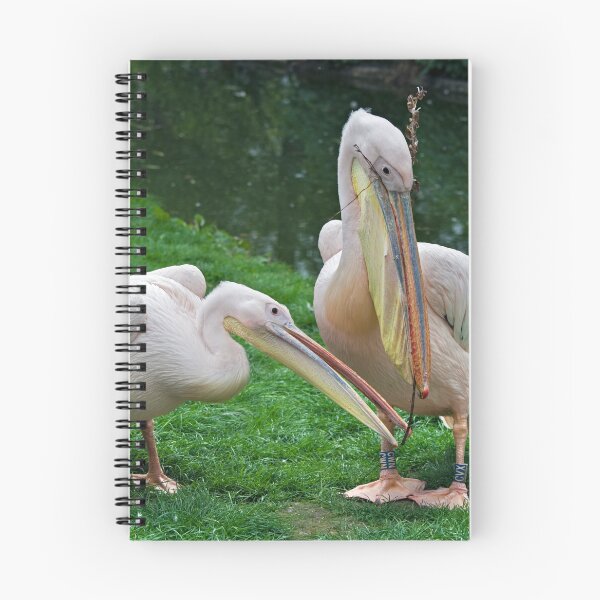 Item preview, Domestic Bliss (Eastern White Pelicans) designed and sold by Krys Bailey.