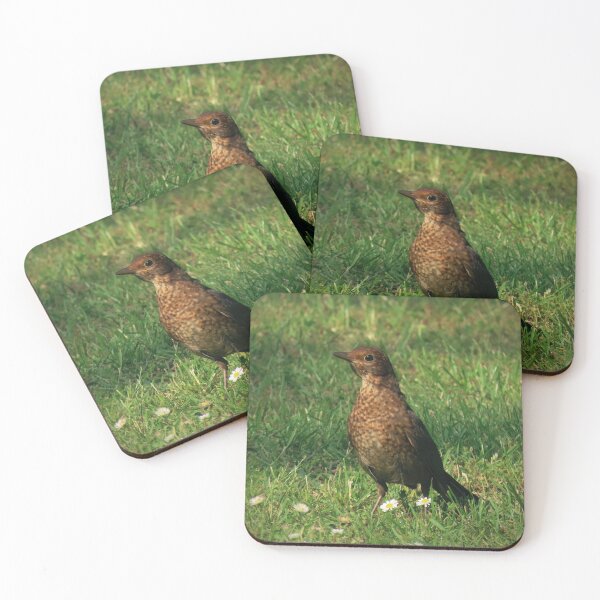 Item preview, Blackbird fledgling in daisies  designed and sold by WildEncounters.