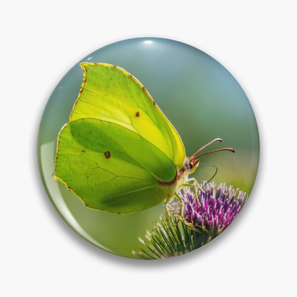 Item preview, Brimstone butterfly designed and sold by Eyes on Butterflies.