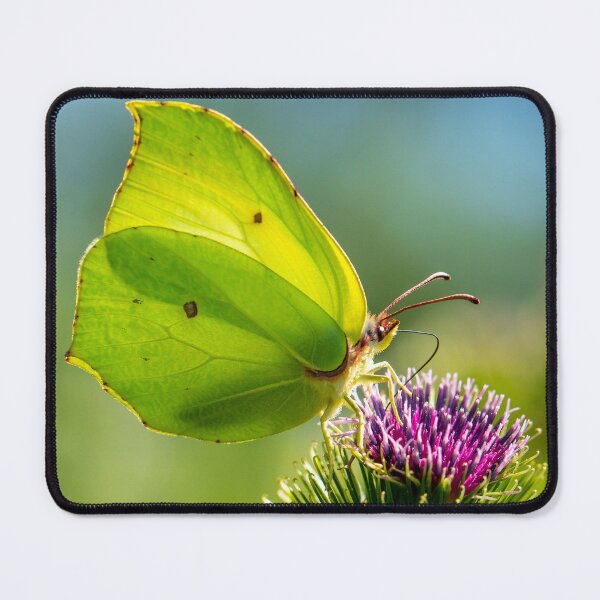 Item preview, Brimstone butterfly designed and sold by Eyes on Butterflies.