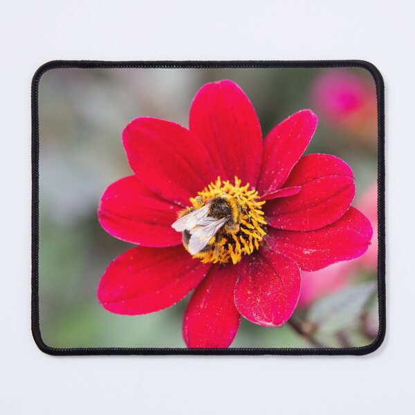 Item preview, Bee On A Red Dahlia designed and sold by Tanya C  Smith.