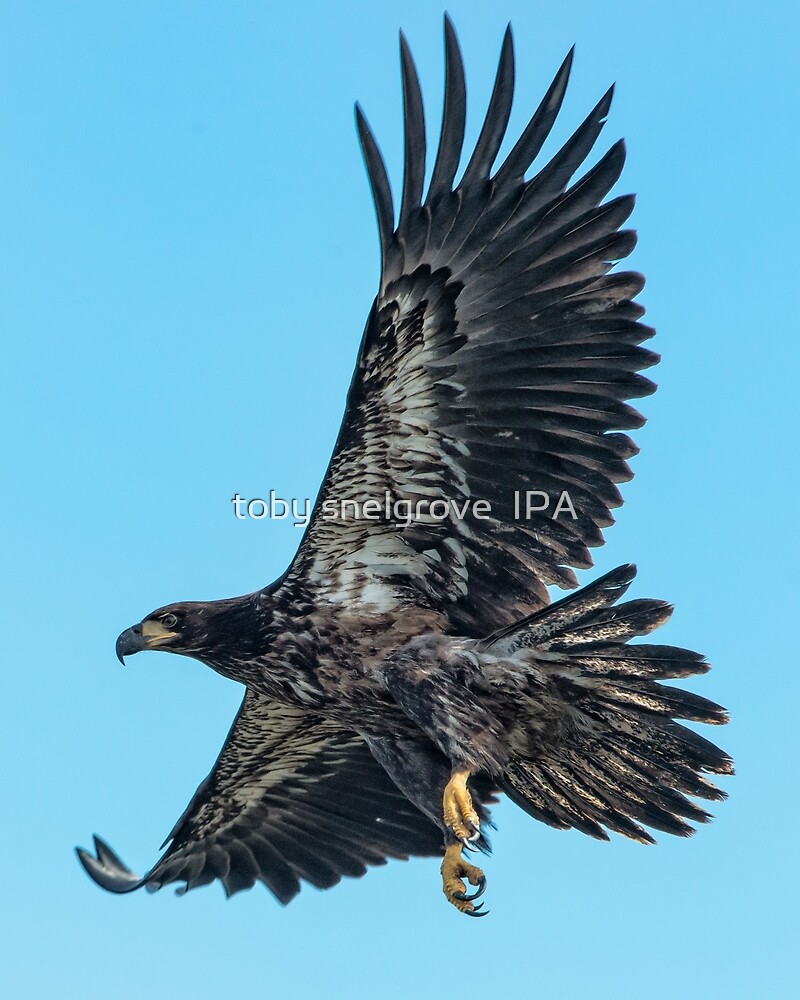 Adolescent Eagle On The Belle Chain By Toby Snelgrove Ipa