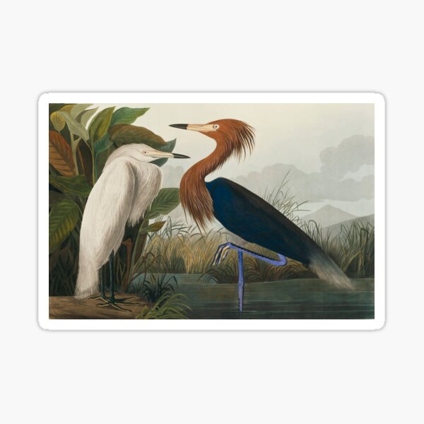 Item preview, Reddish egret, artwork (C011/2691) designed and sold by SciencePhoto.