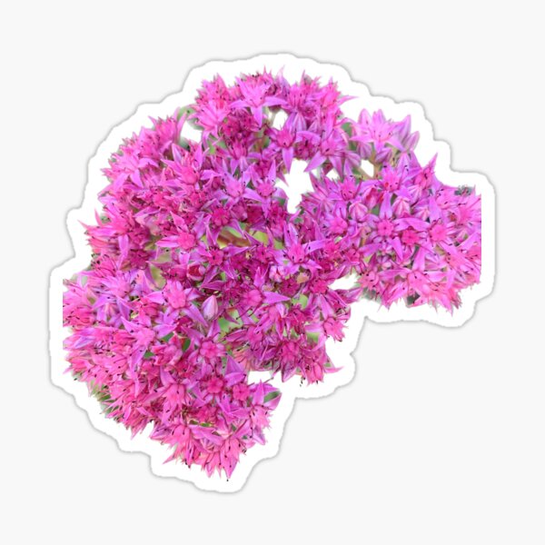 Cluster of Pink Flowers Sticker