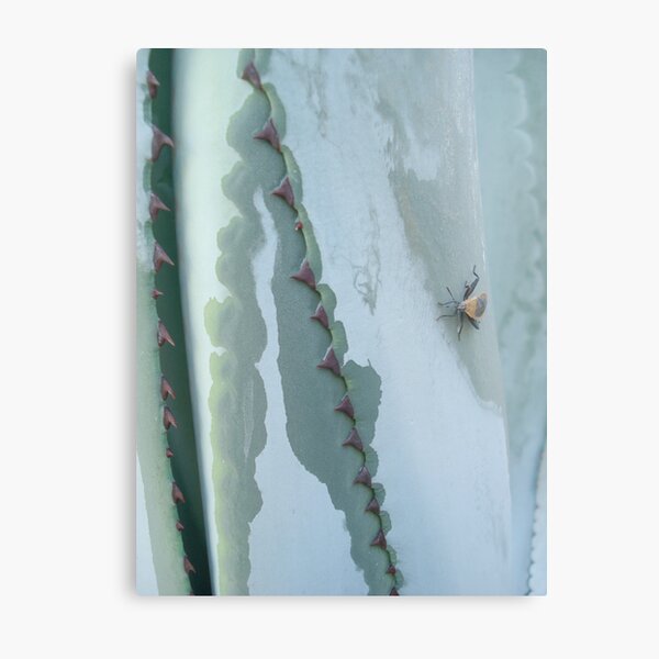 Century Plant and Stinkbug Metal Print