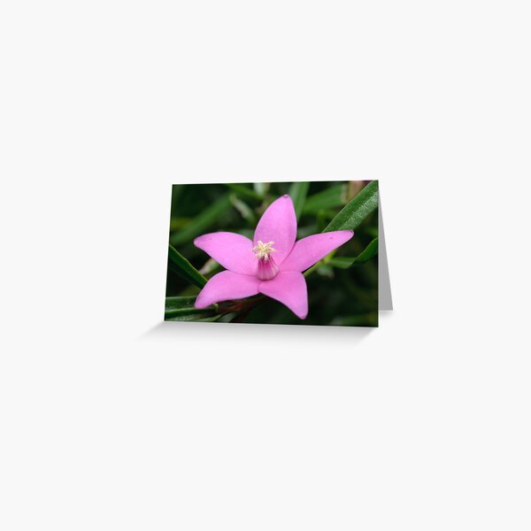 Crowea exalata Greeting Card