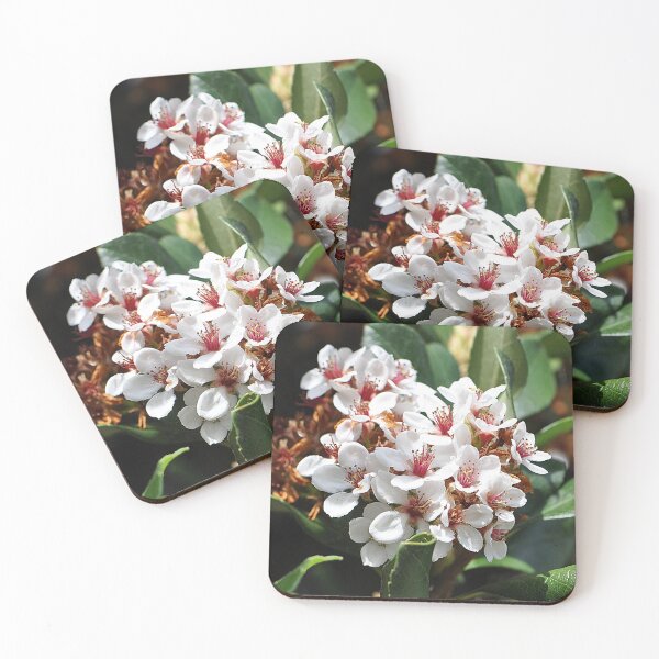 Item preview, Bunch of White Indian Hawthorn Flowers designed and sold by IPPhotography.
