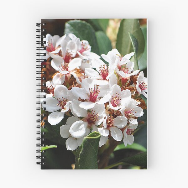 Artikelvorschau, Ein Strauß weißer indischer Weißdornblüten entworfen und verkauft von IPPhotography.