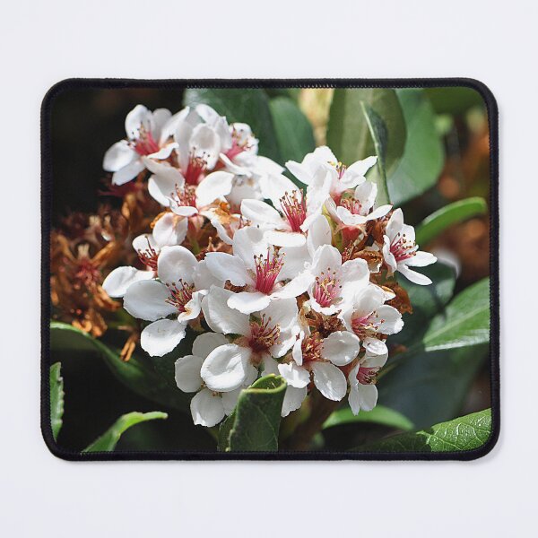 Item preview, Bunch of White Indian Hawthorn Flowers designed and sold by IPPhotography.
