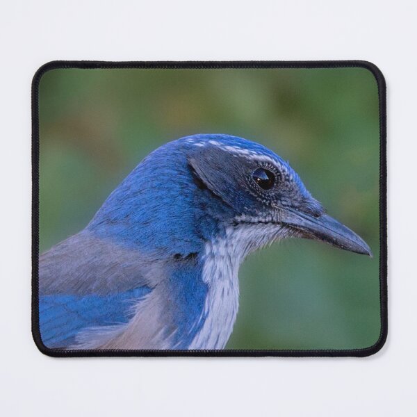 Item preview, Scrub Jay designed and sold by CarolM.