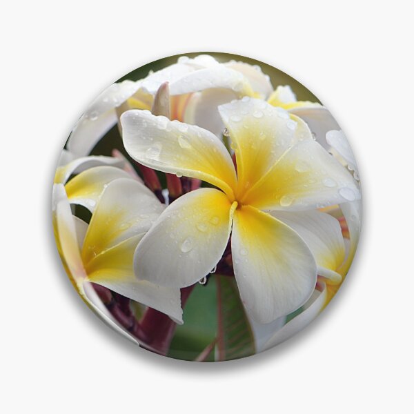 Item preview, White and Yellow Frangipani Flower with raindrops  designed and sold by IPPhotography.