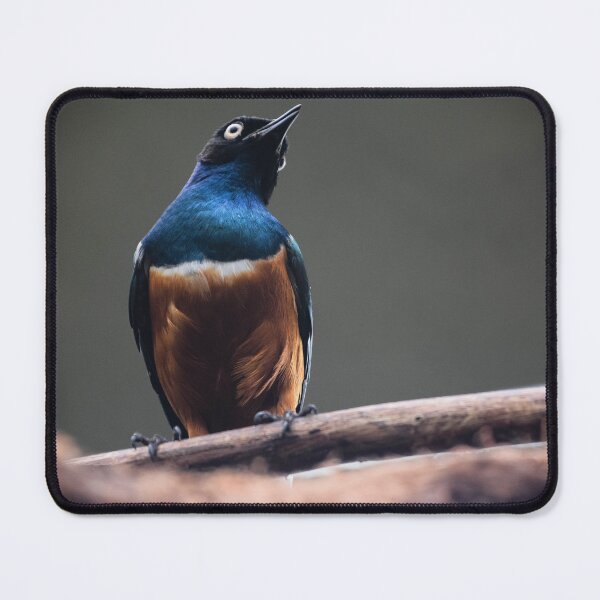 Item preview, Funny Amusing Bird Animal Photography designed and sold by ehlphotography.