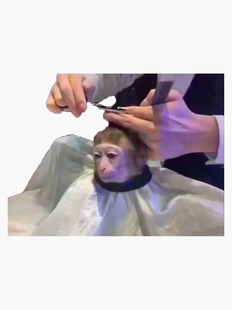 Monkey Haircut Meme Can Be Photoshopped Into Anything