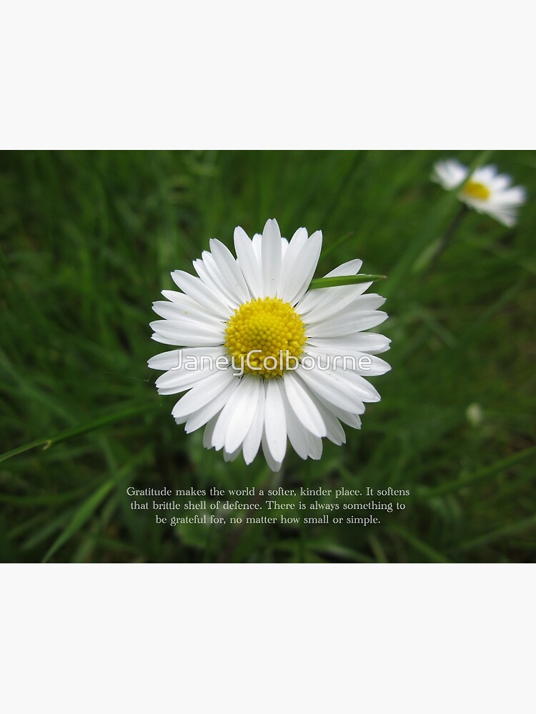 Inspirational Words of Gratitude with Daisy by JaneyColbourne