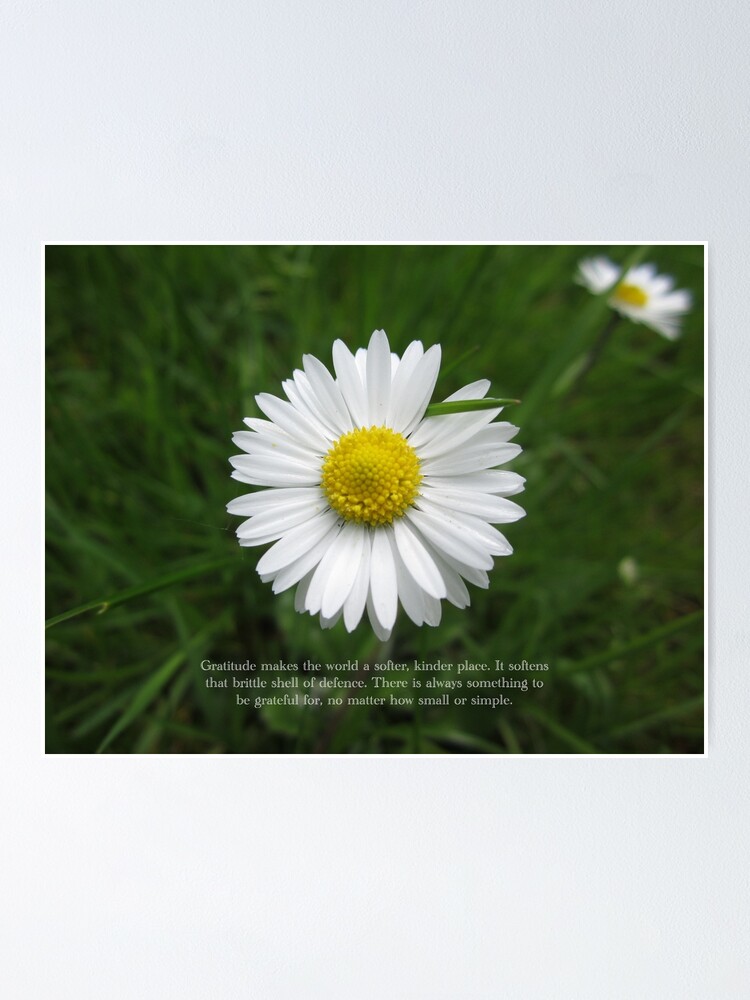 Alternate view of Inspirational Words of Gratitude with Daisy Poster