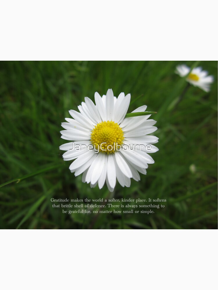 Inspirational Words of Gratitude with Daisy by JaneyColbourne