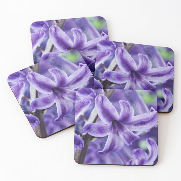 Item preview, Hyacinthus orientalis  'Marie'  Hyacinth  designed and sold by Chris Burrows.