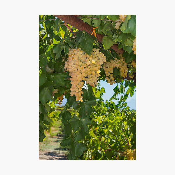 Item preview, Vineyard, Mycenae, Greece (C037/7902) designed and sold by SciencePhoto.