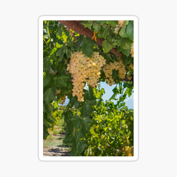 Item preview, Vineyard, Mycenae, Greece (C037/7902) designed and sold by SciencePhoto.